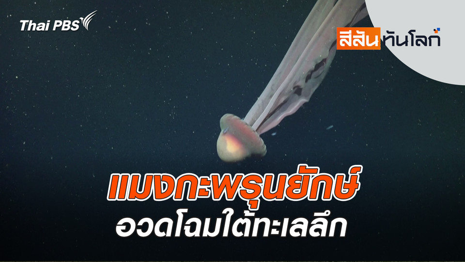 แมงกะพรุนยักษ์อวดโฉมใต้ทะเลลึก | 15 ก.พ. 69