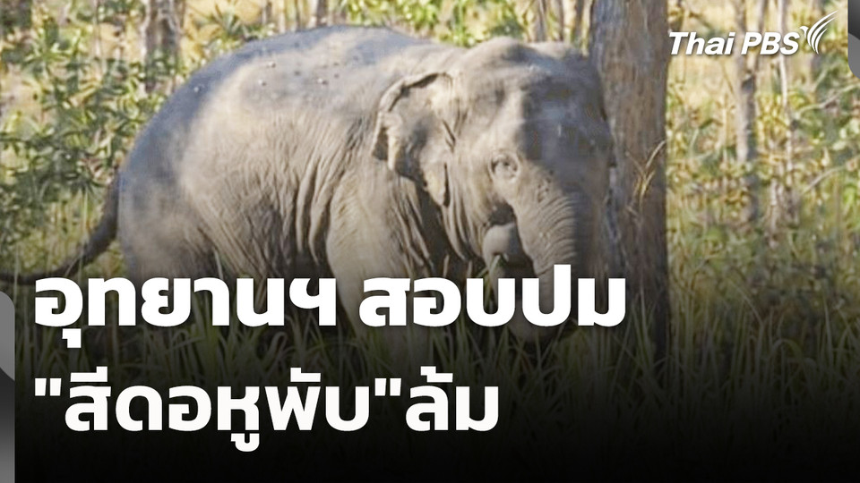 สถานีร้องเรียน : อุทยานฯ สอบปม "สีดอหูพับ"ล้ม