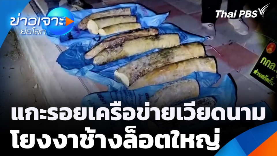 แกะรอยเครือข่ายเวียดนาม โยงงาช้างล็อตใหญ่