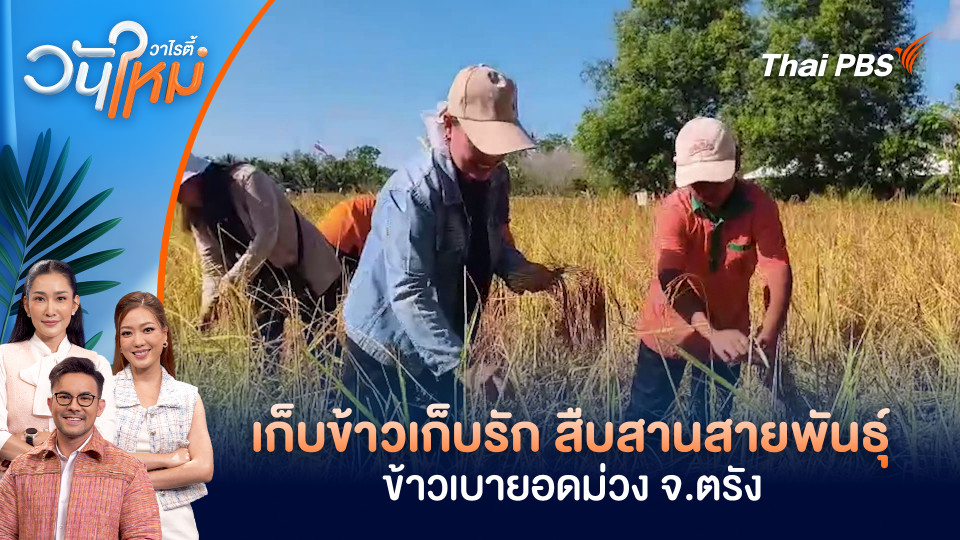 เก็บข้าวเก็บรัก สืบสานสายพันธุ์ข้าวเบายอดม่วง จ.ตรัง | วันใหม่วาไรตี้ | 17 ก.พ. 69