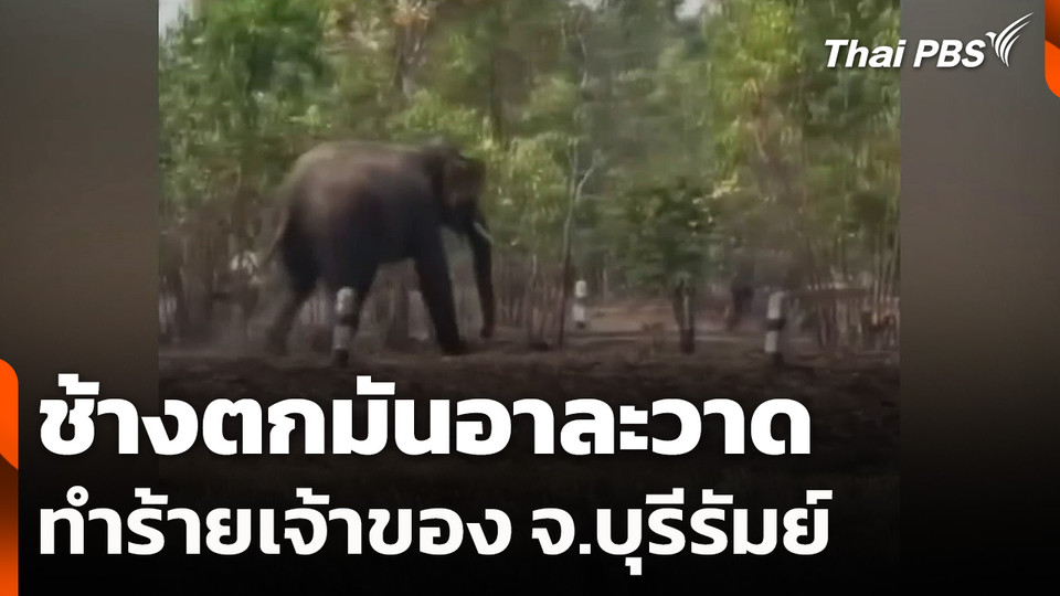ช้างตกมันอาละวาดทำร้ายเจ้าของ จ.บุรีรัมย์