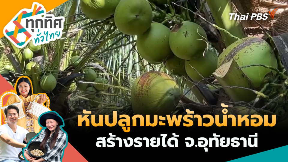 หันปลูกมะพร้าวน้ำหอมสร้างรายได้ จ.อุทัยธานี