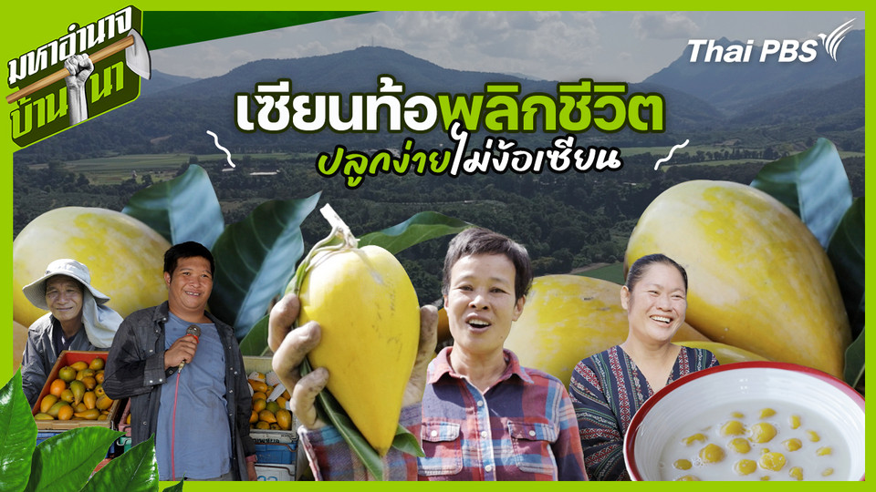 เซียนท้อพลิกชีวิต ปลูกง่ายไม่ง้อเซียน