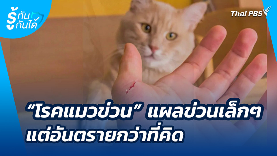"โรคแมวข่วน" แผลข่วนเล็กๆ แต่อันตรายกว่าที่คิด