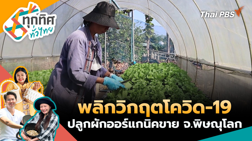 พลิกวิกฤตโควิด-19 ปลูกผักออร์แกนิคขาย จ.พิษณุโลก