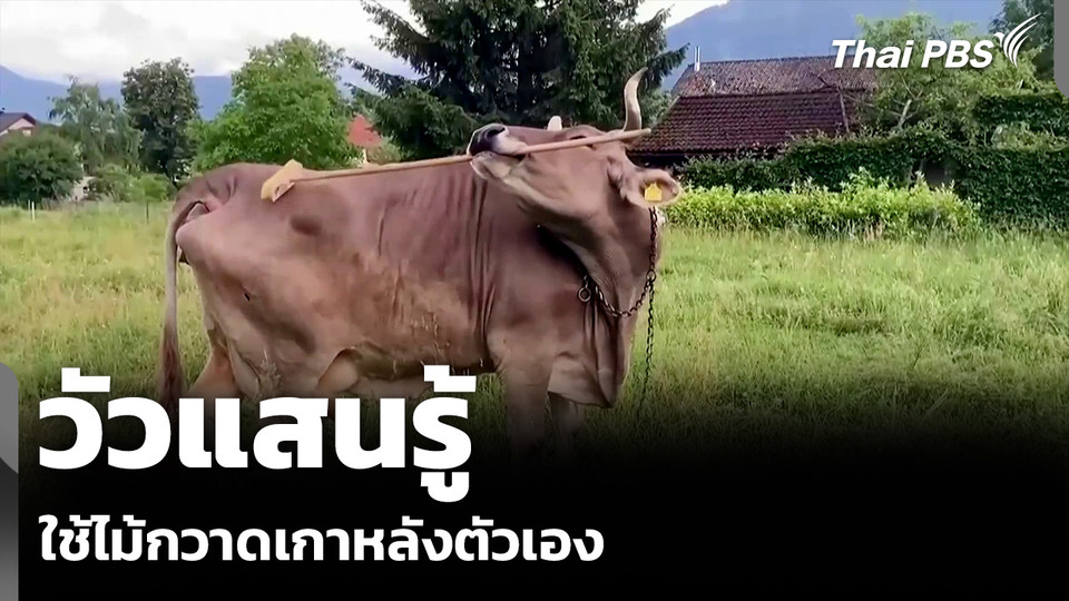 วัวแสนรู้ ใช้ไม้กวาดเกาหลังตัวเอง