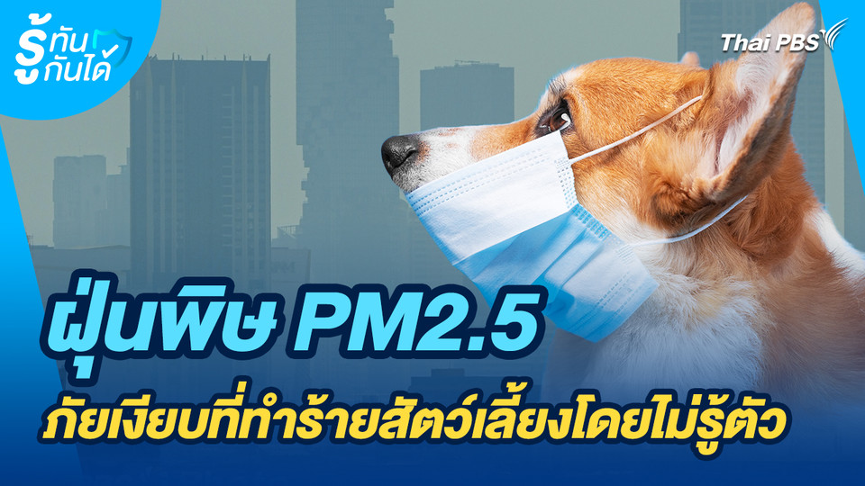 รู้ทันกันได้ : ฝุ่นพิษ PM2.5 ภัยเงียบที่ทำร้ายสัตว์เลี้ยงโดยไม่รู้ตัว