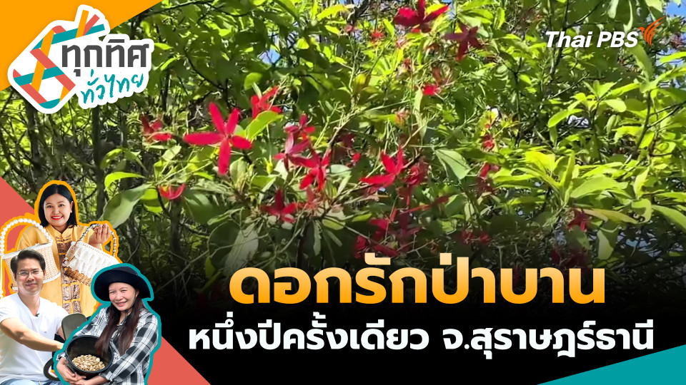 ดอกรักป่าบานหนึ่งปีครั้งเดียว จ.สุราษฎร์ธานี