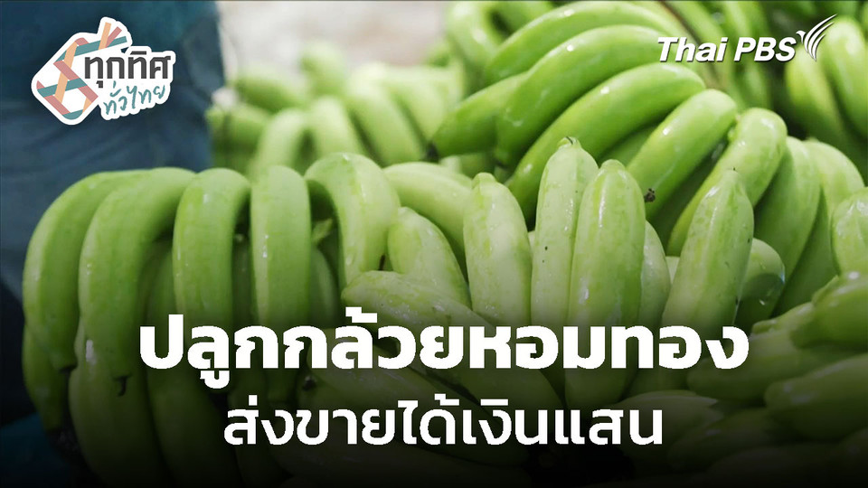 ปลูกกล้วยหอมทอง ส่งขายได้เงินแสน