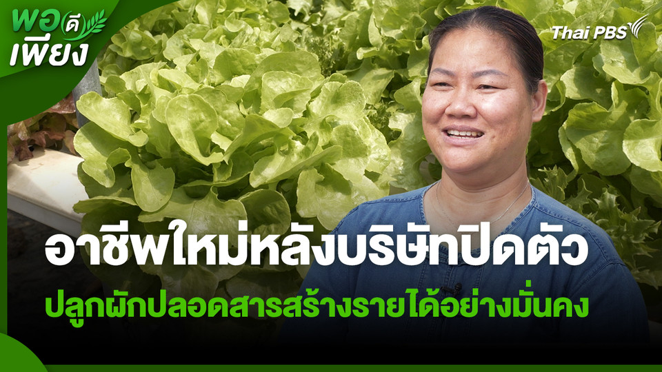 พอดีพอเพียง : อาชีพใหม่หลังบริษัทปิดตัว ปลูกผักปลอดสารสร้างรายได้อย่างมั่นคง