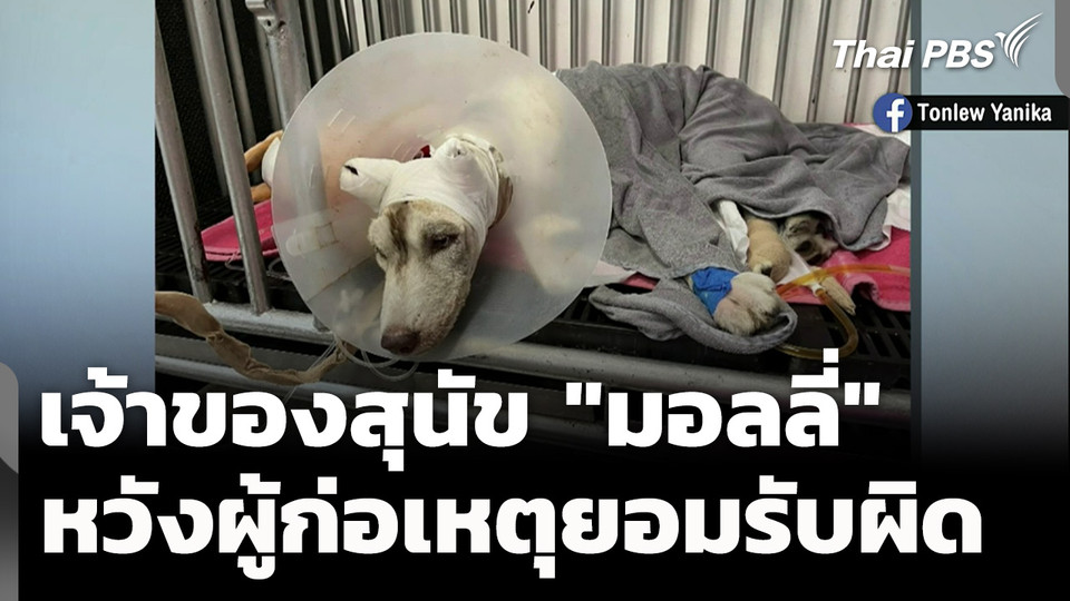 เจ้าของสุนัข "มอลลี่" หวังผู้ก่อเหตุยอมรับผิด และเข้ามอบตัว