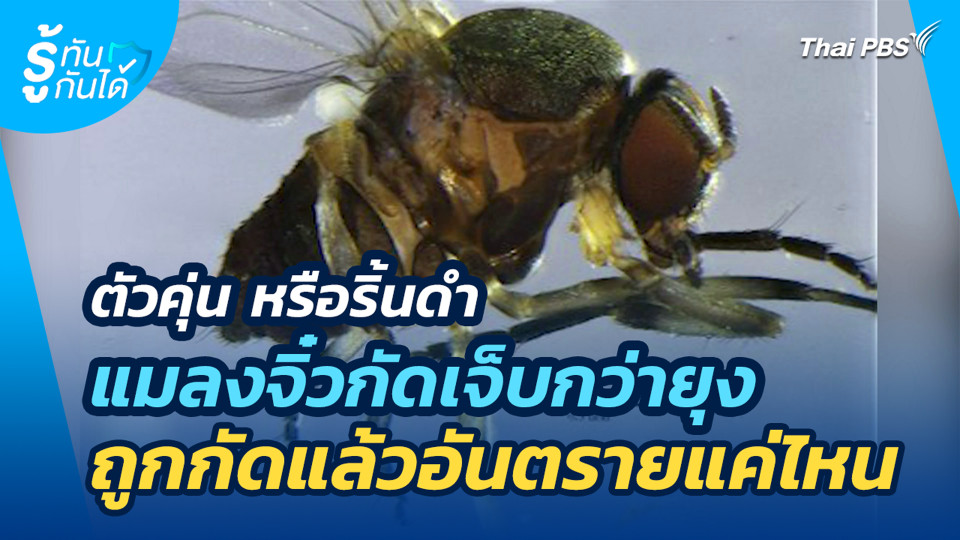 ตัวคุ่น หรือริ้นดำ แมลงจิ๋วกัดเจ็บกว่ายุง ถูกกัดแล้วอันตรายแค่ไหน 