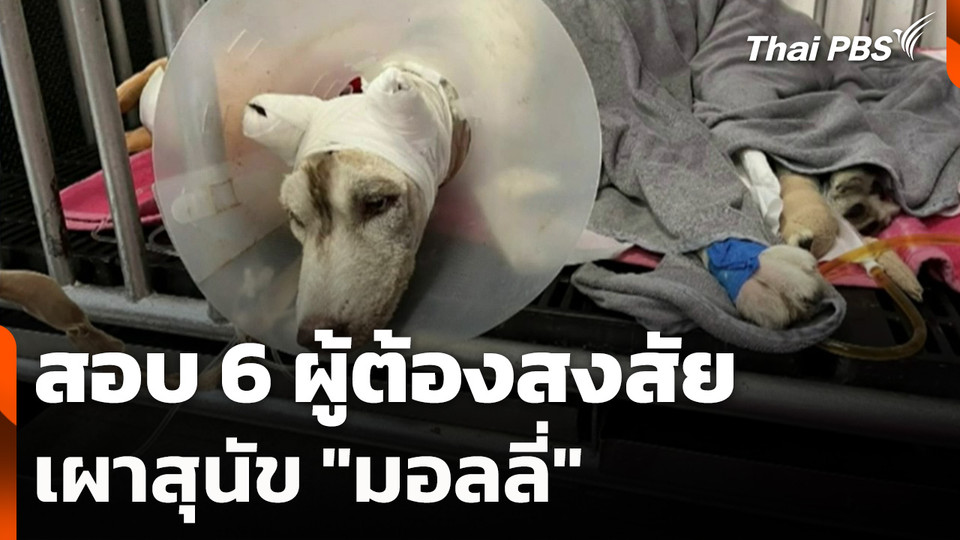 ปูพรมตรวจค้นหา สอบ 6 ผู้ต้องสงสัยเผาสุนัข "มอลลี่"