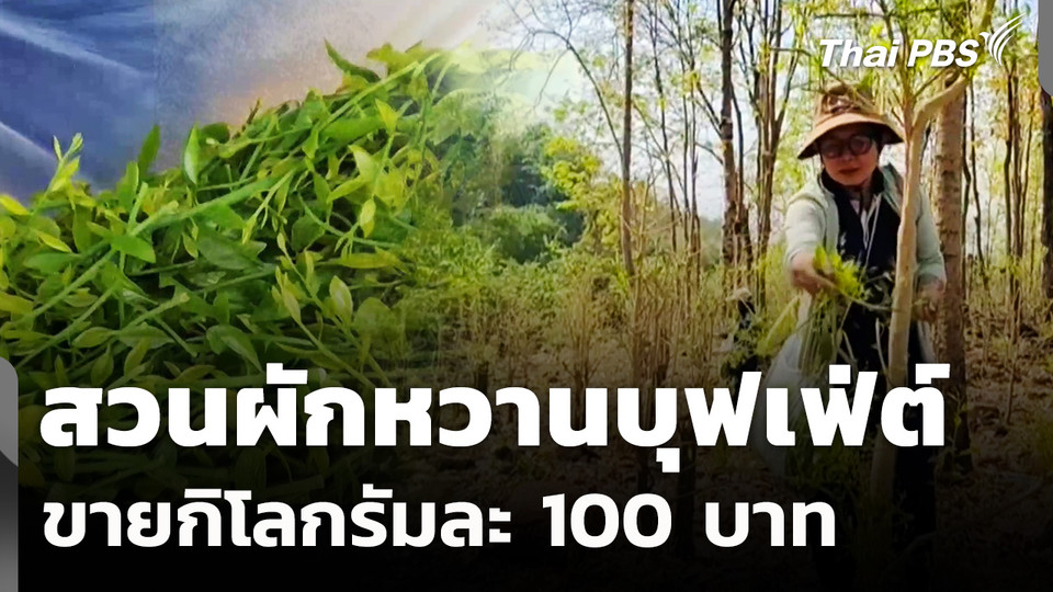 สวนผักหวานบุฟเฟ่ต์ ขายกิโลกรัมละ 100 บาท