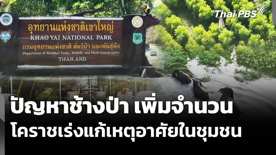 โคราชเร่งแก้ปัญหาช้างป่า เพิ่มจำนวนเร็ว-อาศัยในชุมชน