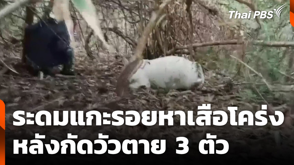 ระดมแกะรอยหาเสือโคร่ง หลังกัดวัวตาย 3 ตัว