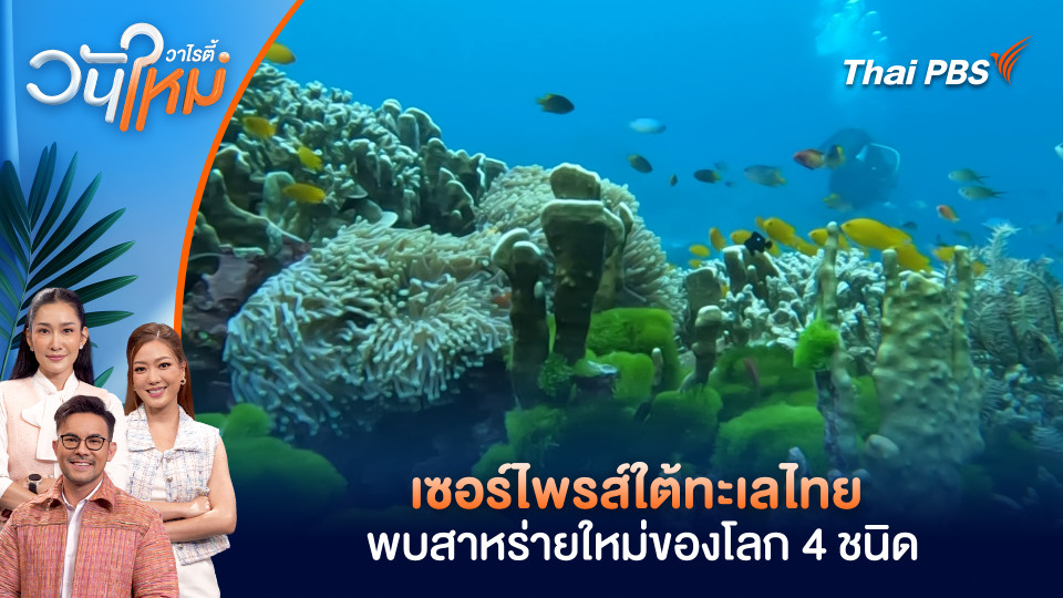 เซอร์ไพรส์ใต้ทะเลไทย นักวิจัย มก.พบสาหร่ายใหม่ของโลก 4 ชนิด | วันใหม่วาไรตี้ | 31 มี.ค. 69