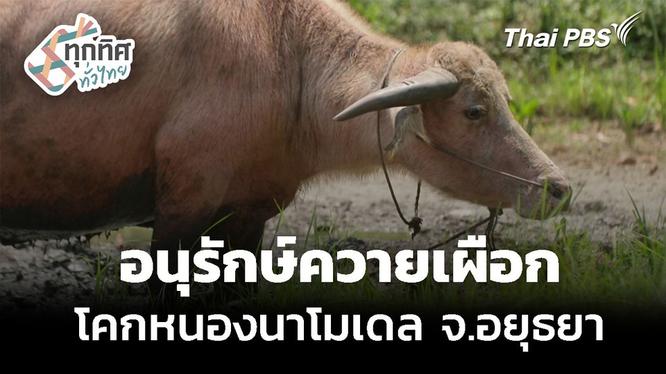 อนุรักษ์ควายเผือก ควบคู่กับโคกหนองนาโมเดล 