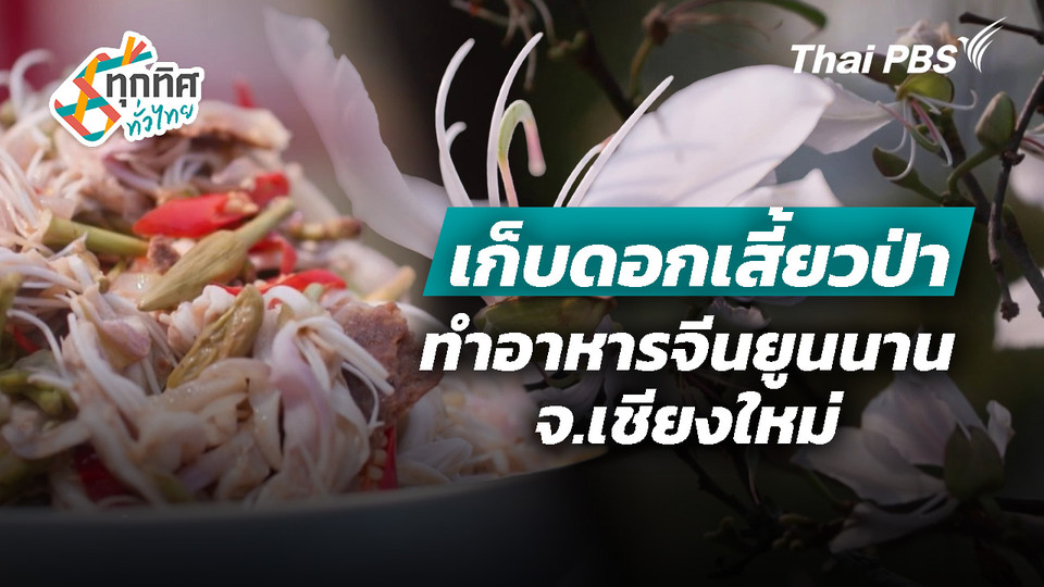 เก็บดอกเสี้ยวป่าทำอาหารจีนยูนนาน จ.เชียงใหม่