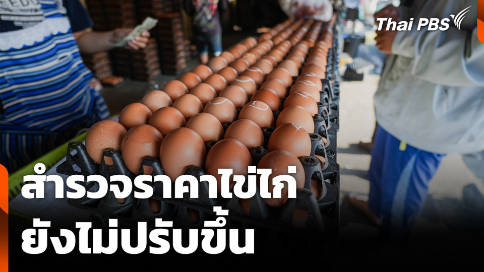 สำรวจราคาไข่ไก่ ยังไม่ปรับขึ้น