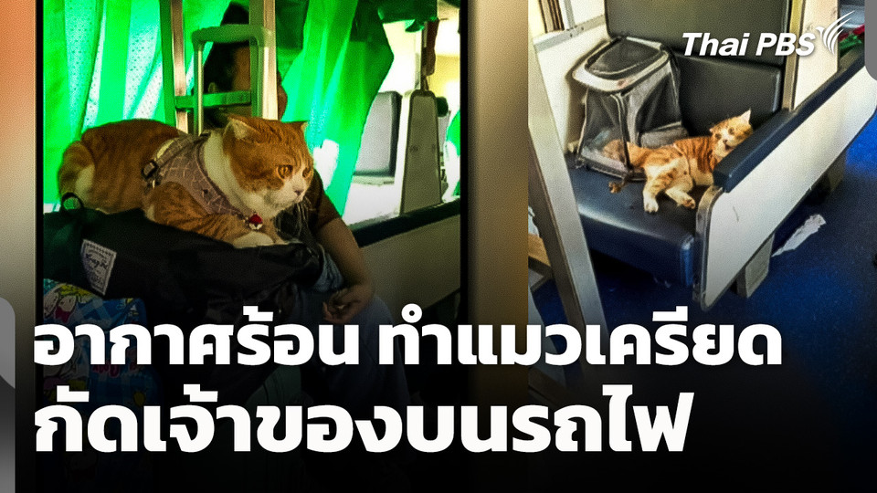 อากาศร้อนเสียงดัง ทำ "แมว" เครียด กัดเจ้าของบนรถไฟ 