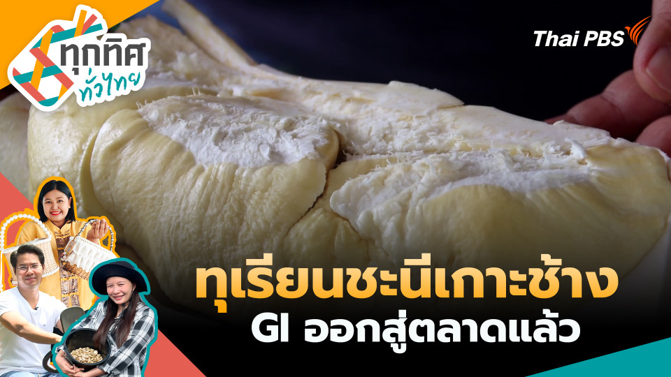 ทุเรียนชะนีเกาะช้าง GI ออกสู่ตลาดแล้ว