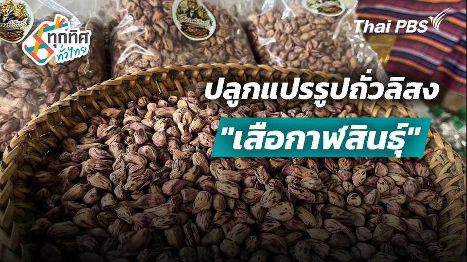 ปลูกแปรรูปถั่วลิสง "เสือกาฬสินธุ์"