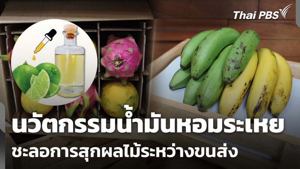 นวัตกรรมฝีมือคนไทย "น้ำมันหอมระเหย" ชะลอการสุกผลไม้