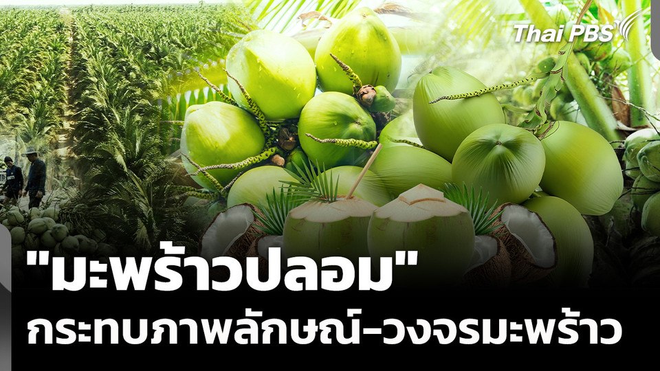 "มะพร้าวปลอม" กระทบภาพลักษณ์-วงจรมะพร้าว