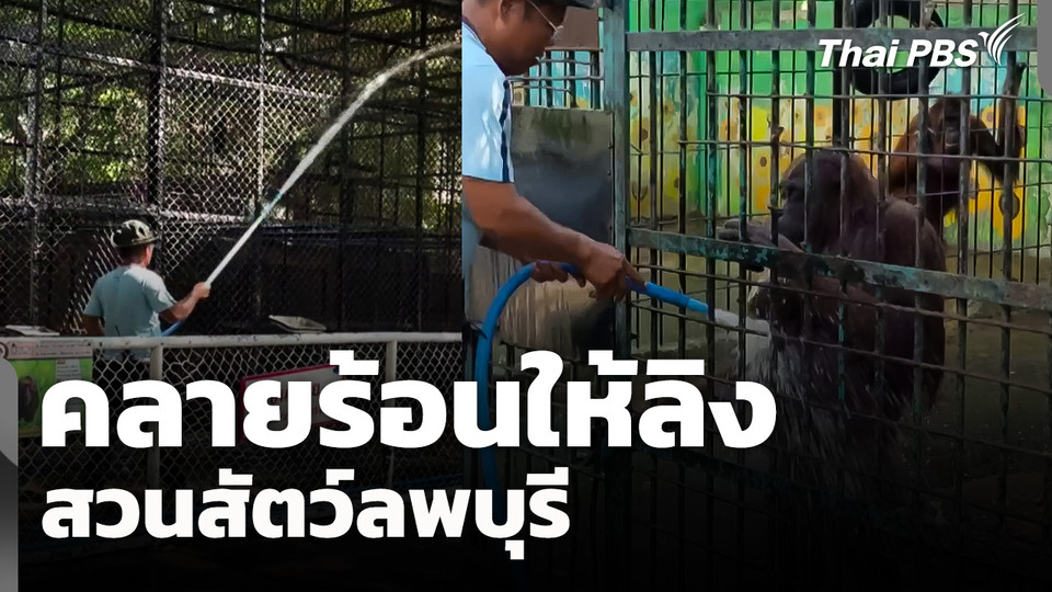 คลายร้อนให้ "ลิง" สวนสัตว์ลพบุรี