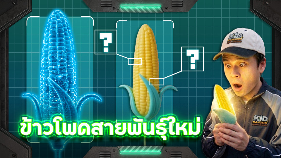 ข้าวโพดสายพันธุ์ใหม่