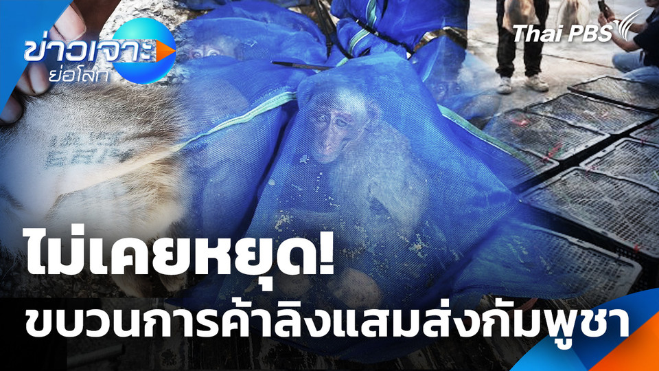 ไม่เคยหยุด! ไขบวนการค้าลิงแสมส่งกัมพูชา