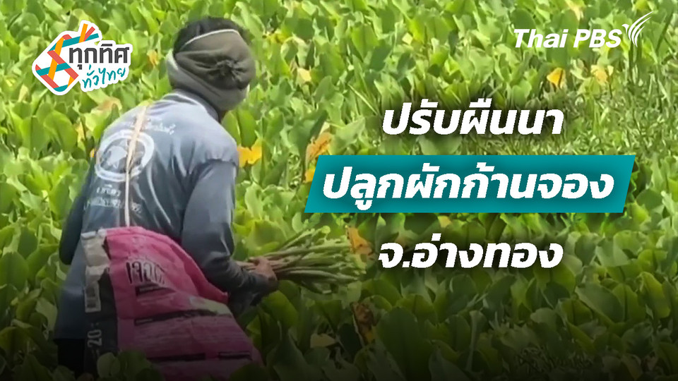 ปรับผืนนาปลูกผักก้านจอง จ.อ่างทอง