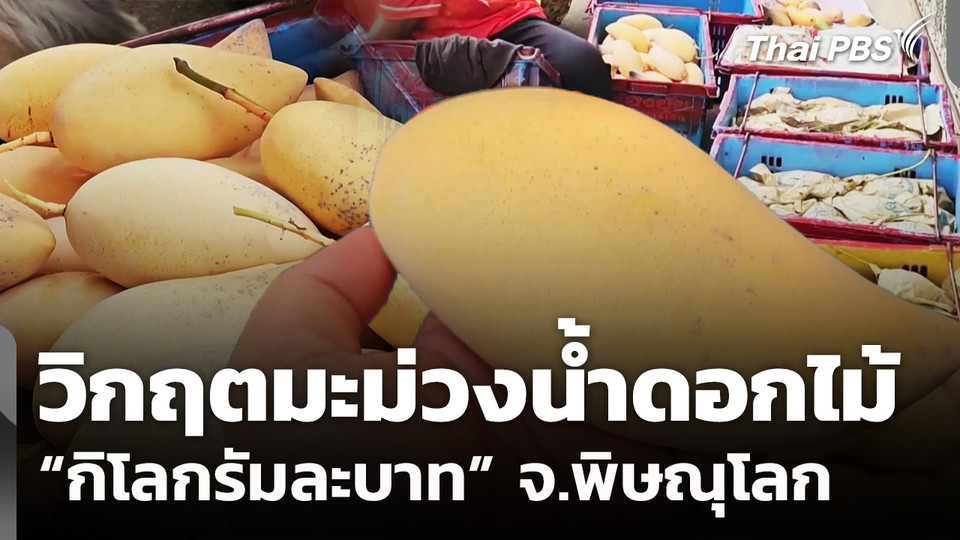 วิกฤตมะม่วงน้ำดอกไม้ "กิโลกรัมละบาท" จ.พิษณุโลก