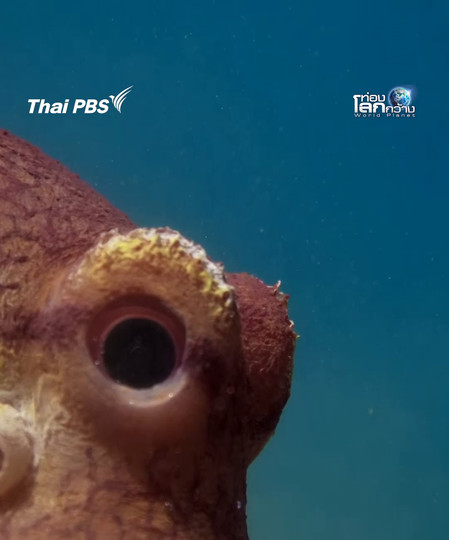 สายลับหมึก มองมุมไหนก็เนียนมาก | ท่องโลกกว้าง 