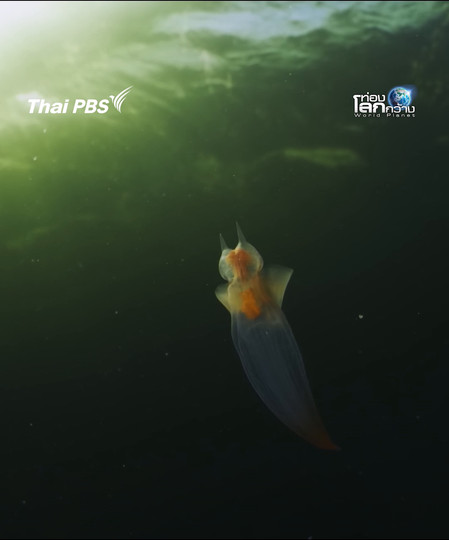 ตัวอะไร หิวแล้วไส้เรืองแสง | ท่องโลกกว้าง 