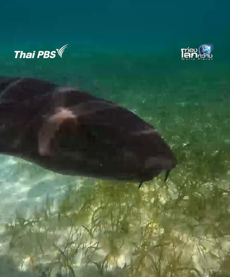 เฮ้ เพื่อน นายดูแปลก ๆ นะ | ท่องโลกกว้าง