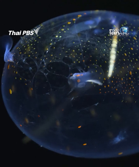 โปร่งใส จริงใจ ไม่เชื่อมองตาฉันสิ | ท่องโลกกว้าง