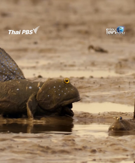 ไอ้หนุ่มนั่น มันดีกว่าฉันตรงไหน | ท่องโลกกว้าง 