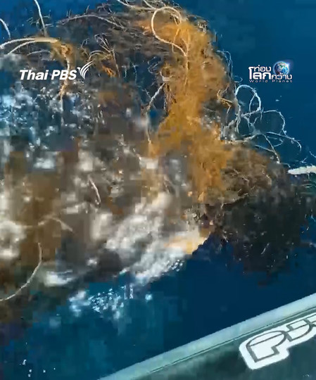 แล้วเต่าทะเลล่ะ  | ท่องโลกกว้าง