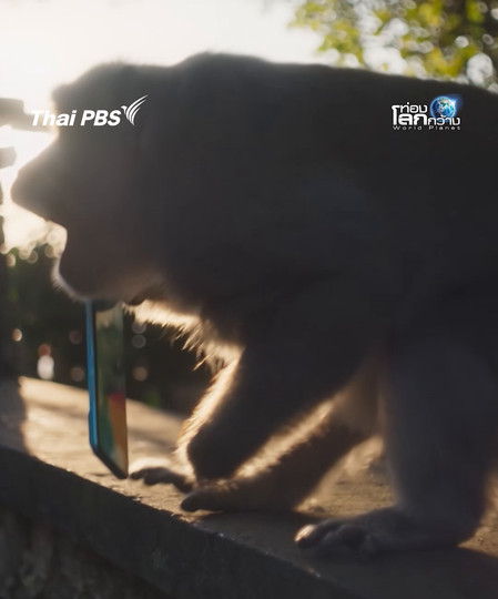 เป็นลิงยุคนี้ เขาไม่ขโมยอาหารกันแล้ว | ท่องโลกกว้าง