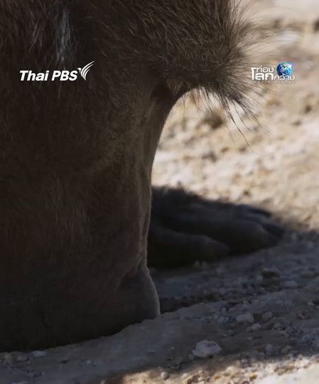 แค่นี้ก็ชื่นใจ แอ่งน้ำเล็ก ๆ  ของลิงบาบูน | ท่องโลกกว้าง