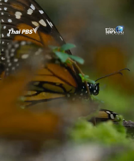 การสู้ชีวิตของผีเสื้อจักรพรรดิ์ | ท่องโลกกว้าง