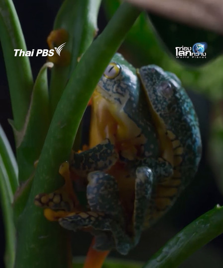 เรื่องน่าเศร้า ของเจ้ากบผู้เปลี่ยวเหงา | ท่องโลกกว้าง