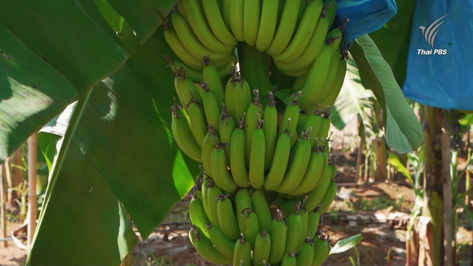 สุดยอดคนไทยในญี่ปุ่น ! สร้างตลาดส่งออกผลไม้ไทยพันล้าน