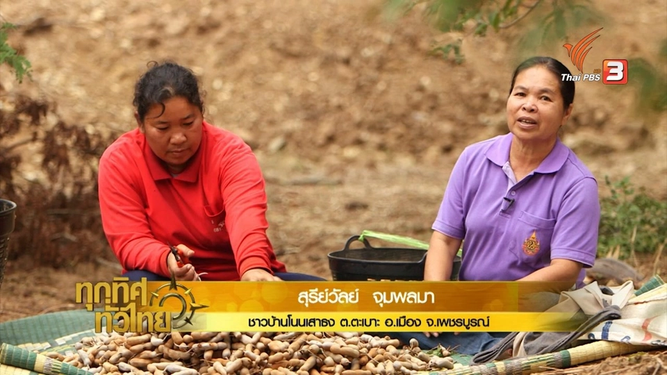 อาชีพทั่วไทย : ชาวสวนเพชรบูรณ์แปรรูปมะขามสร้างรายได้เพิ่ม