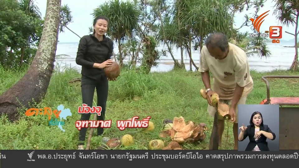 ตะลุยทั่วไทย : น้ำมันมะพร้าว