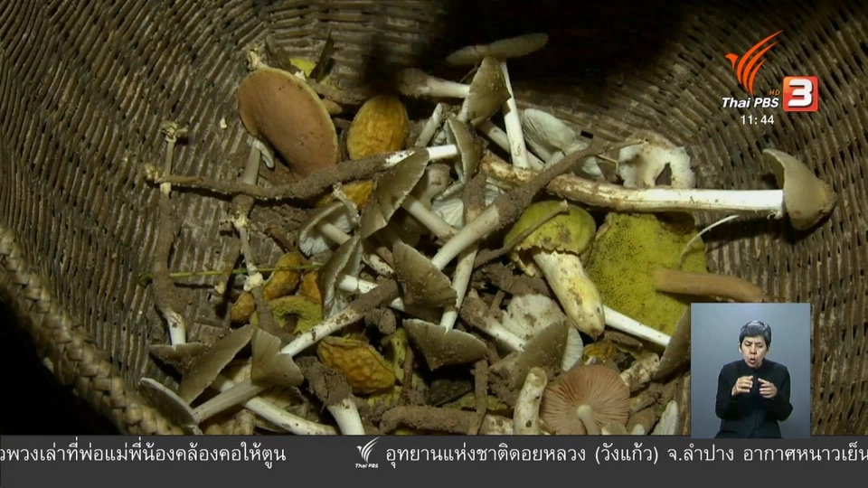 ตะลุยทั่วไทย : ซุปเห็ดป่า