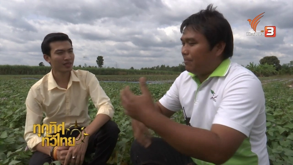 วิถีทั่วไทย : ปลูกมันเทศญี่ปุ่น