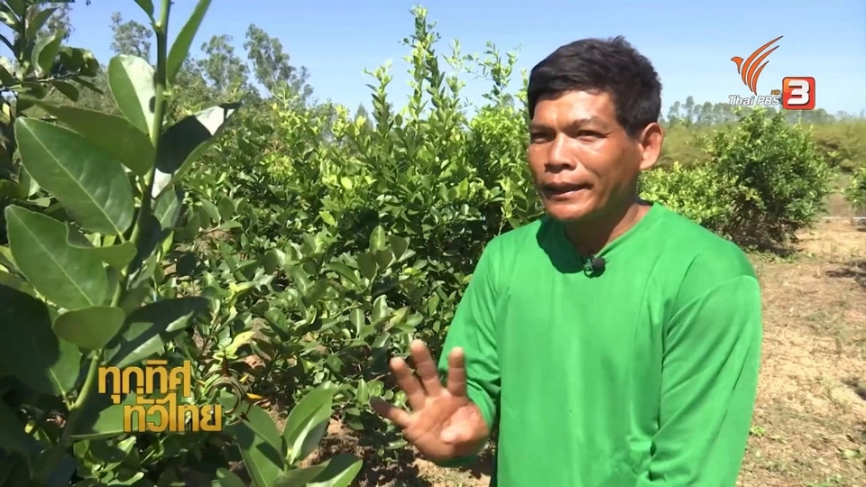 ปลูกมะนาวนอกฤดู